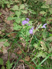 Salvia forskaehlei