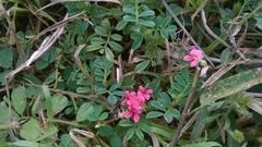 Indigofera linnaei