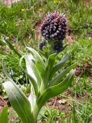 Solenanthus circinnatus