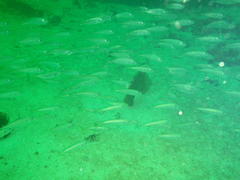 Trachurus trachurus