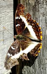 Cymothoe alcimeda alcimeda