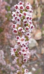 Erica setacea