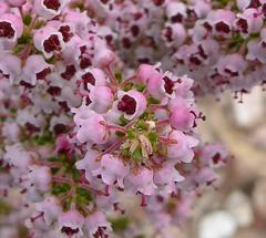 Erica setacea