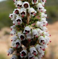 Erica setacea