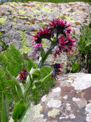 Solenanthus circinnatus