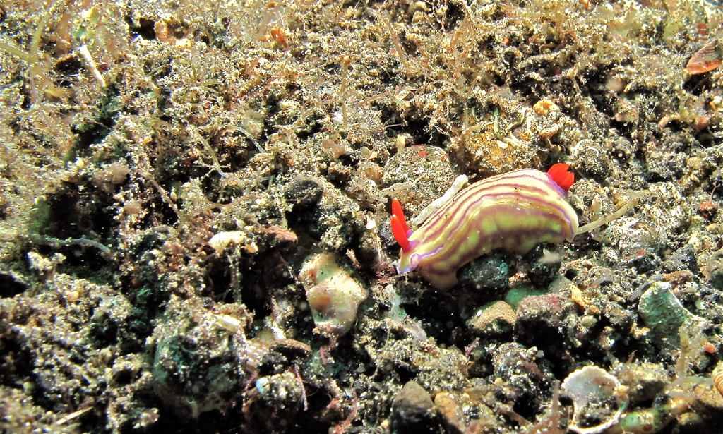 Bumpy Split-tooth Dorid