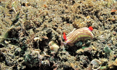 Hypselodoris whitei