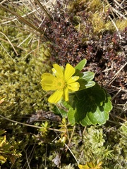 Ranunculus nivicola