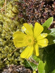 Ranunculus nivicola