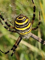 Argiope bruennichi
