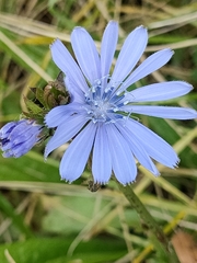Cichorium intybus