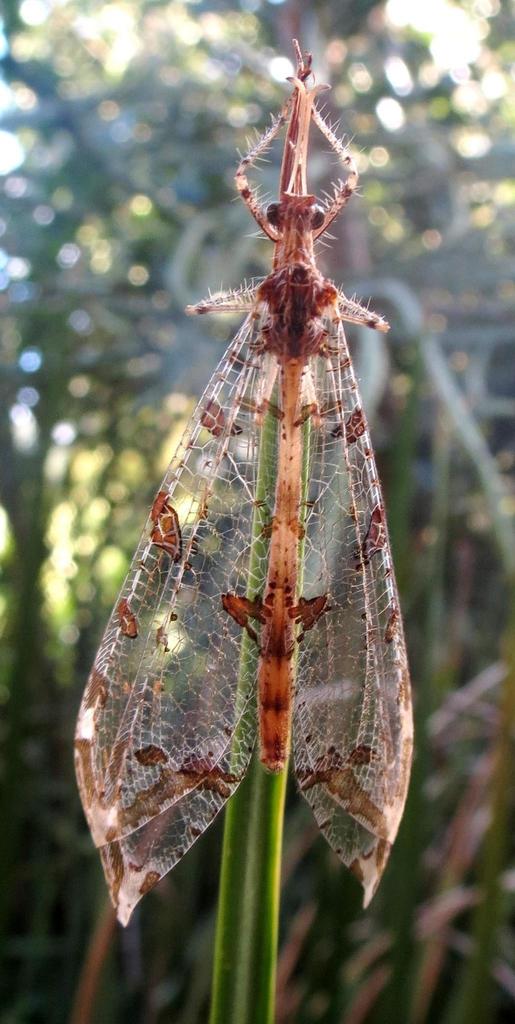 Cymothales capensis