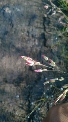 Eragrostis unioloides