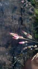 Eragrostis unioloides