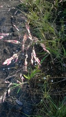 Eragrostis unioloides