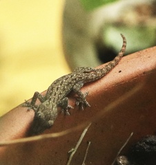Gekko hokouensis