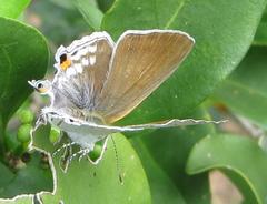 Hypolycaena philippus philippus