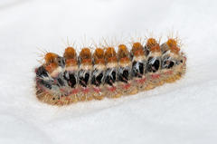 Psycharium pellucens