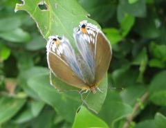 Hypolycaena philippus philippus