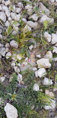 Silene alexandrina