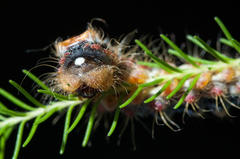 Psycharium pellucens