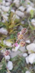 Silene alexandrina