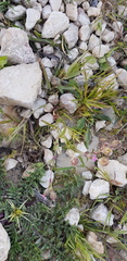 Silene alexandrina