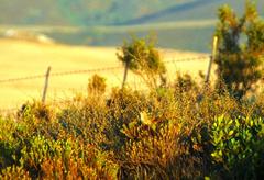 Sphenoeacus afer afer