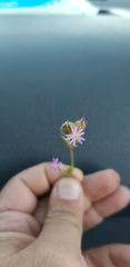 Silene alexandrina