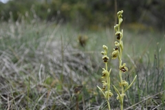 Ophrys insectifera aymoninii