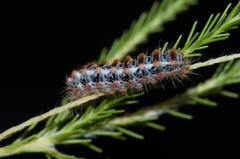 Psycharium pellucens