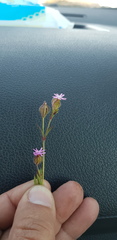 Silene alexandrina