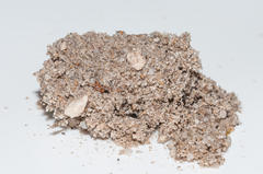 Psycharium pellucens