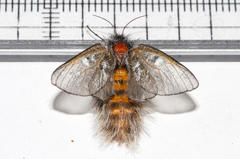 Psycharium pellucens