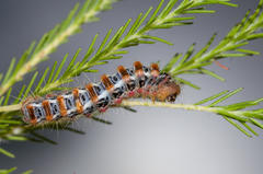 Psycharium pellucens