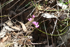 Swainsona brachycarpa