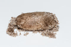 Psycharium pellucens