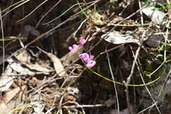 Swainsona brachycarpa