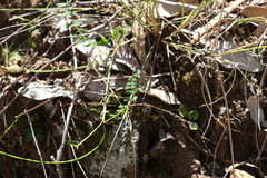 Swainsona brachycarpa