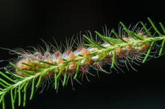 Psycharium pellucens