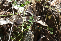 Swainsona brachycarpa