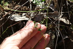 Swainsona brachycarpa