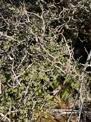 Olearia quinquevulnera