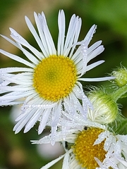 Erigeron annuus