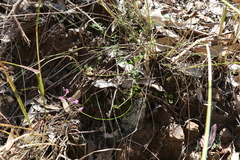 Swainsona brachycarpa