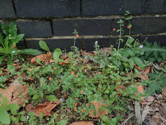 Lysimachia arvensis