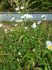 Erigeron annuus