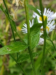 Erigeron annuus