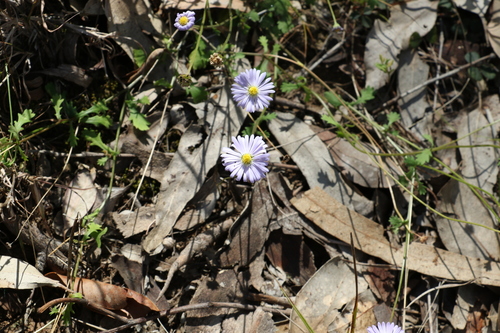 Image of Brachyscome microcarpa by (c) Greg Tasney, some rights reserved (CC BY-SA)