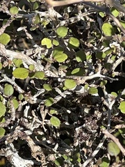 Olearia quinquevulnera